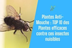 Lire la suite à propos de l’article Plantes Anti-Mouche : TOP 10 des Plantes efficaces contre ces insectes nuisibles 🌿🦟💨