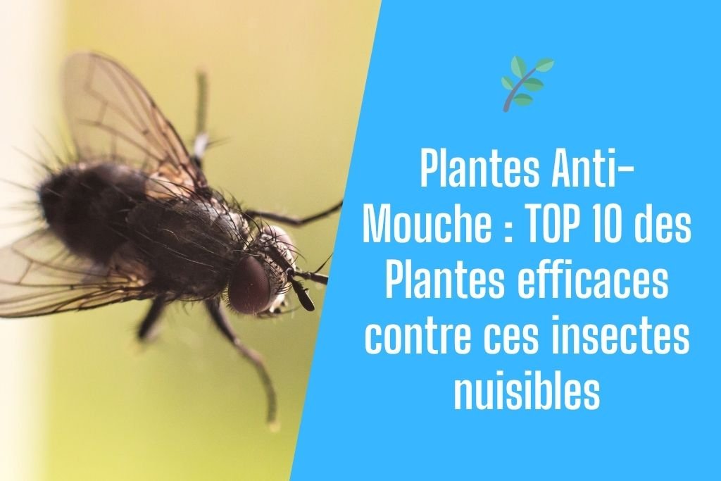 Plantes Anti-Mouche TOP 10 des Plantes efficaces contre ces insectes nuisibles